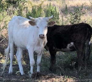 cattle for sale east texas