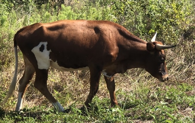 cattle for sale, Van Zandt County Texas