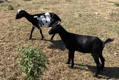 goats for sale, East Texas - Emola Farm