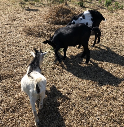 goats for sale, East Texas - Emola Farm