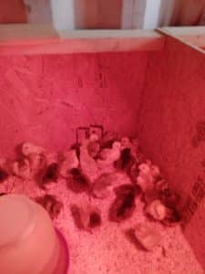 Emola Farm Baby Chicks for Sale East Texas