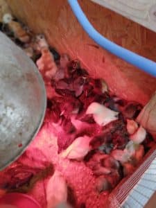 Emola Farm Baby Chicks for Sale East Texas